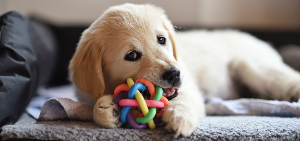 Choosing the Right Toy for Your Dog