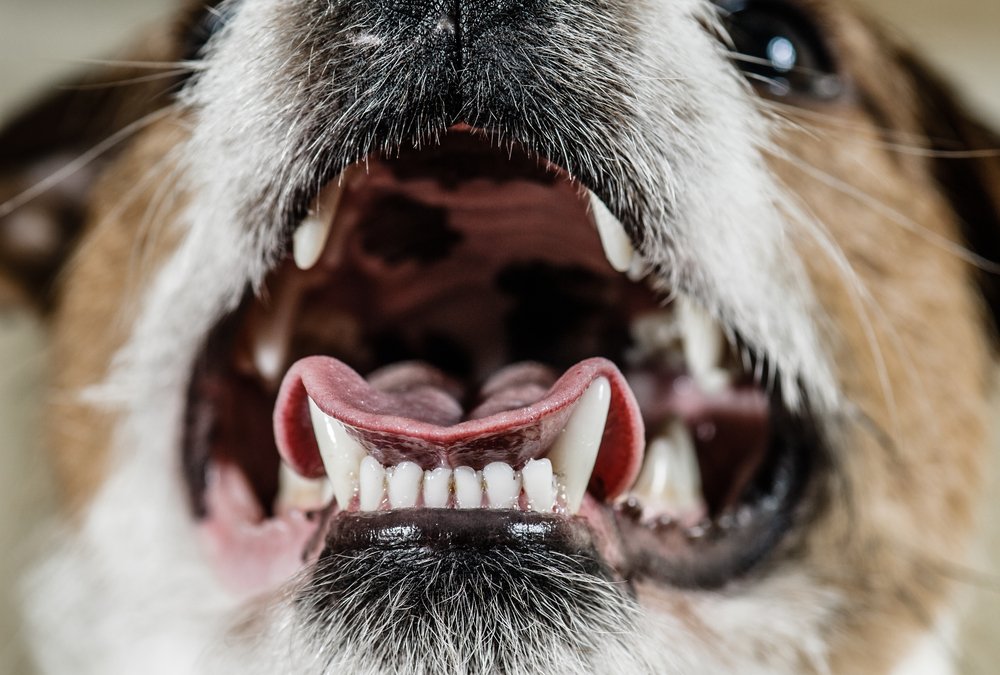 WHY IS DENTAL CARE IMPORTANT FOR PETS