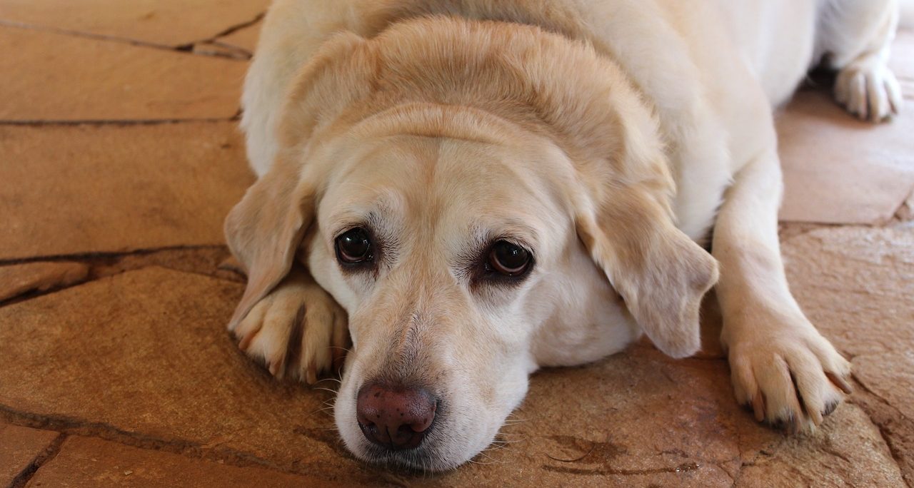 10 Reasons Your Dog Can’t Lose Weight
